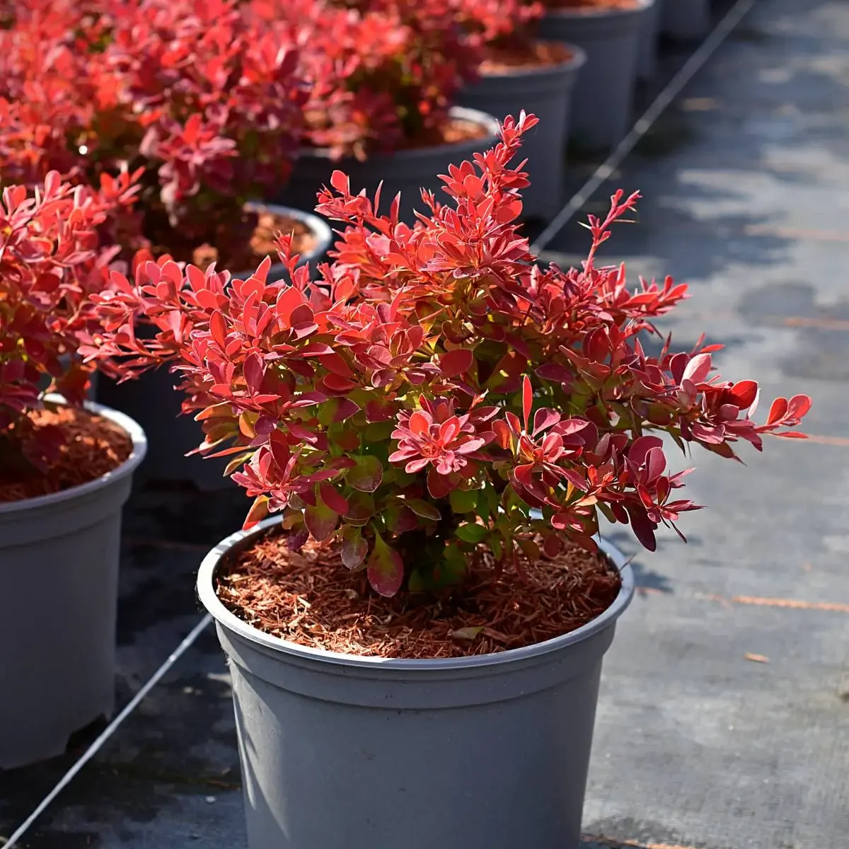 berberis-red-hot-chilli Berberis Red Hot Chilli