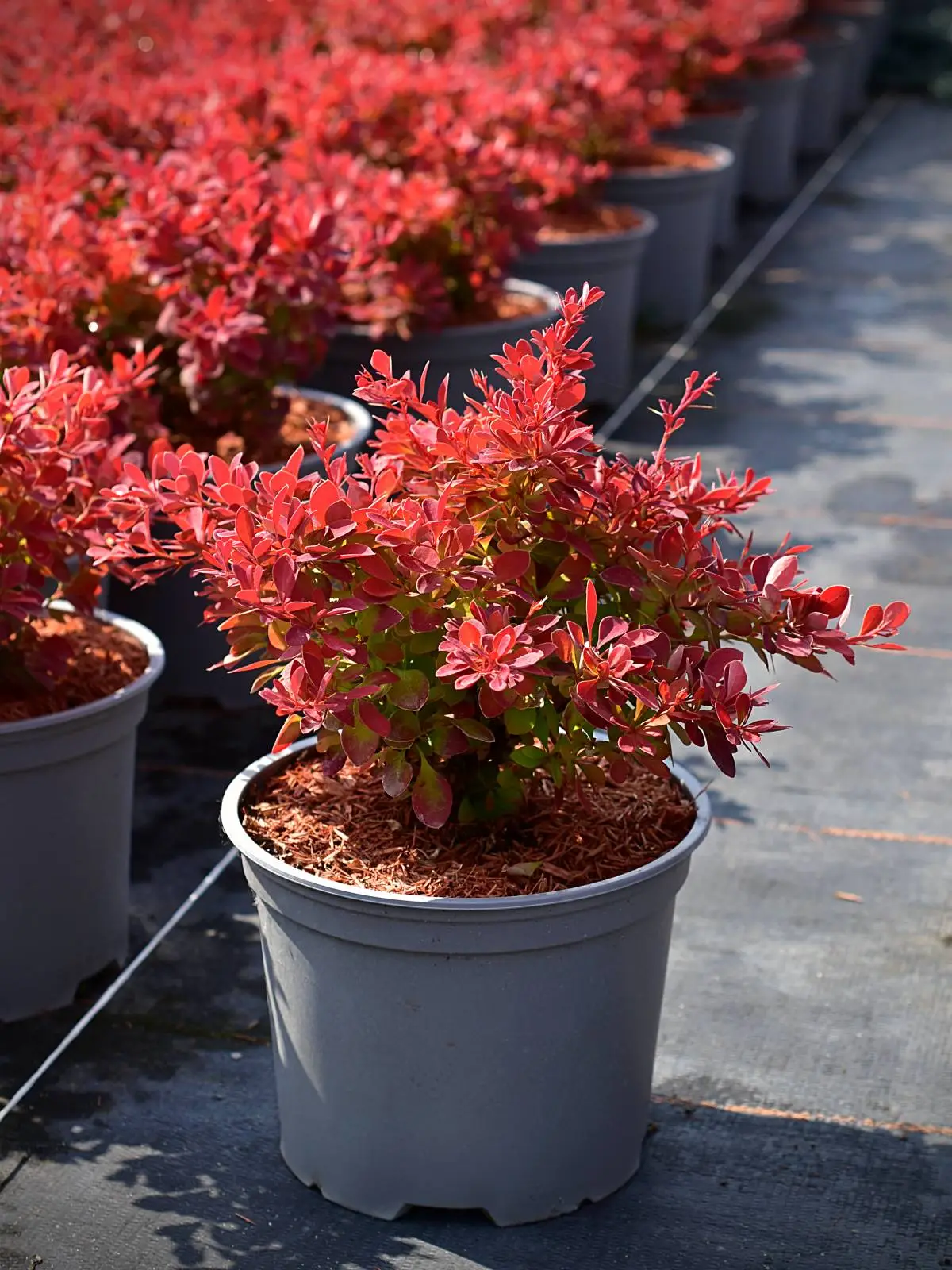 berberis-red-hot-chilli Berberis Red Hot Chilli