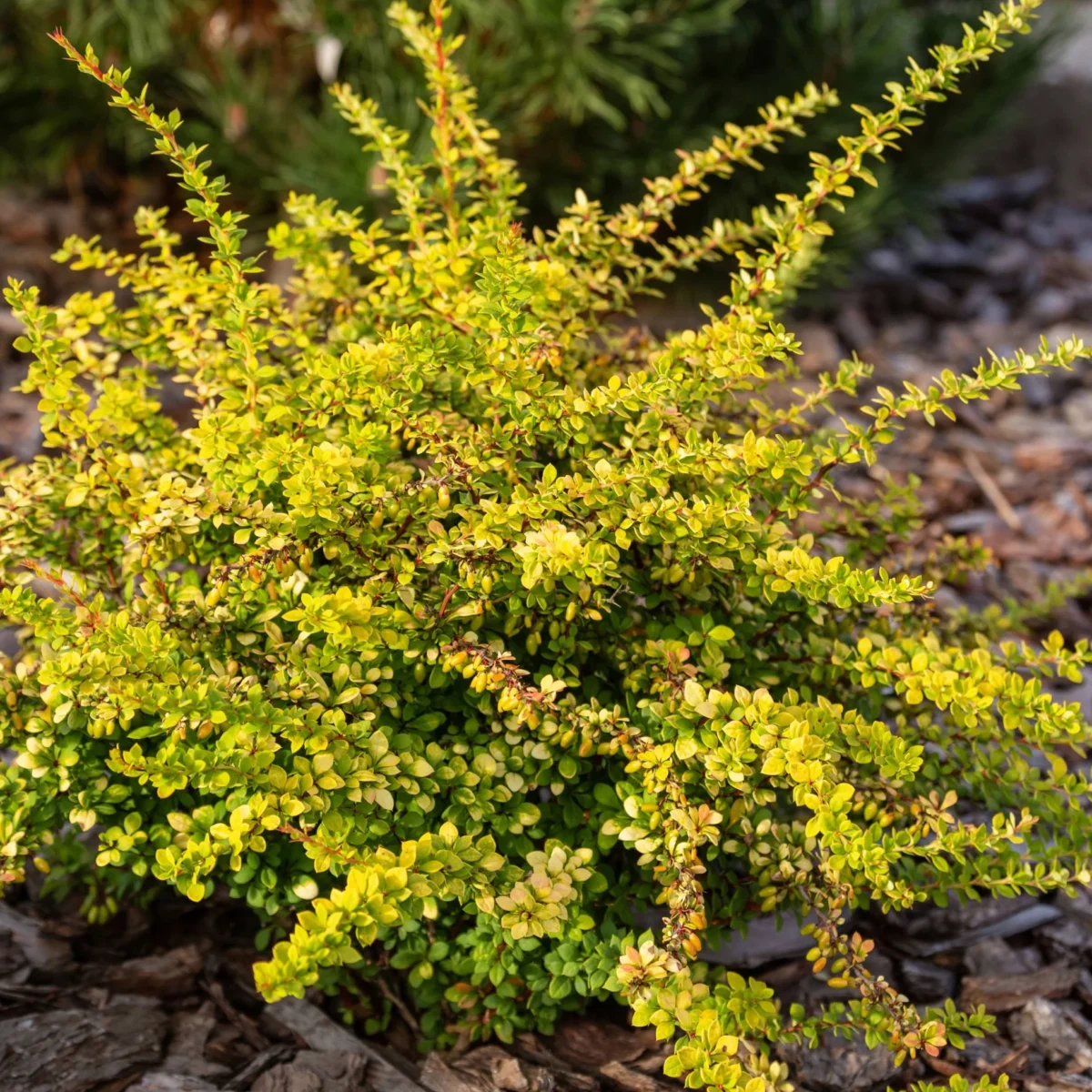 berberis-sunsation Berberis Sunsation
