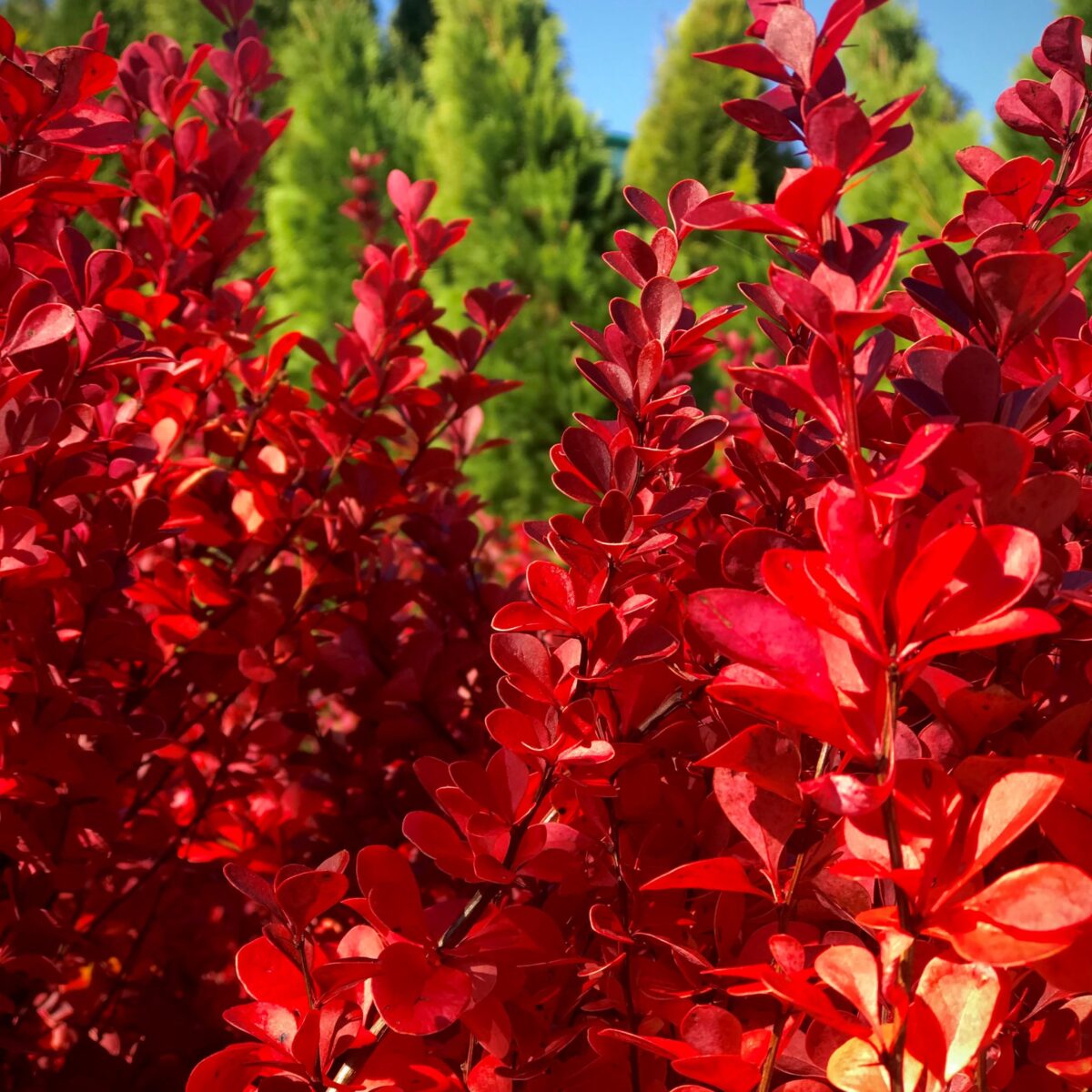 berberis-vulcano Berberis Vulcano