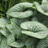 brunnera-silver-heart Brunnera Silver Heart