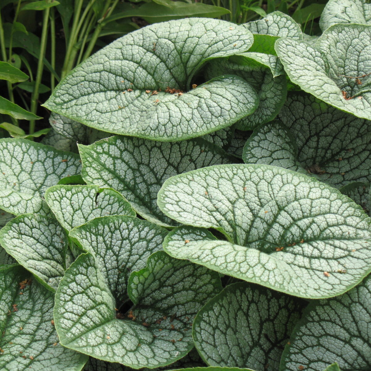 brunnera-silver-heart Brunnera Silver Heart
