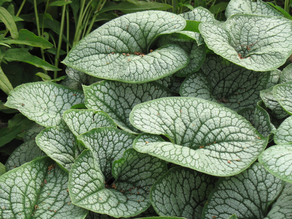 brunnera-silver-heart Brunnera Silver Heart
