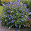 buddleja-empire-blue Buddleja Empire Blue