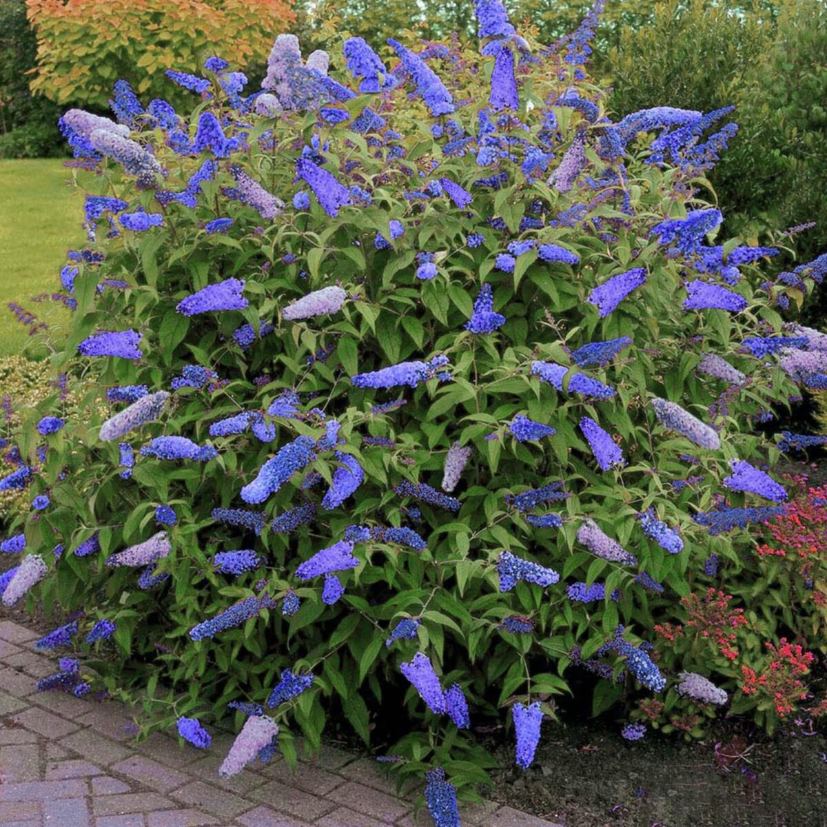 buddleja-empire-blue Buddleja Empire Blue