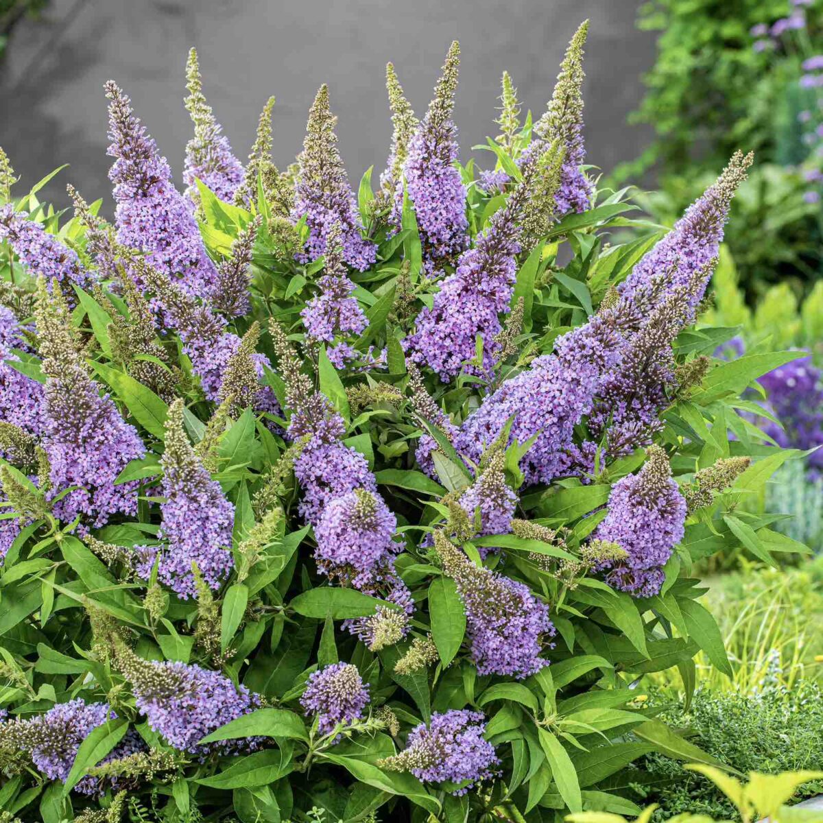 buddleja-little-lila Buddleja Little Lila