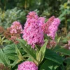 buddleja-little-pink-01 Buddleja Little Pink
