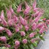 buddleja-little-pink Buddleja Little Pink