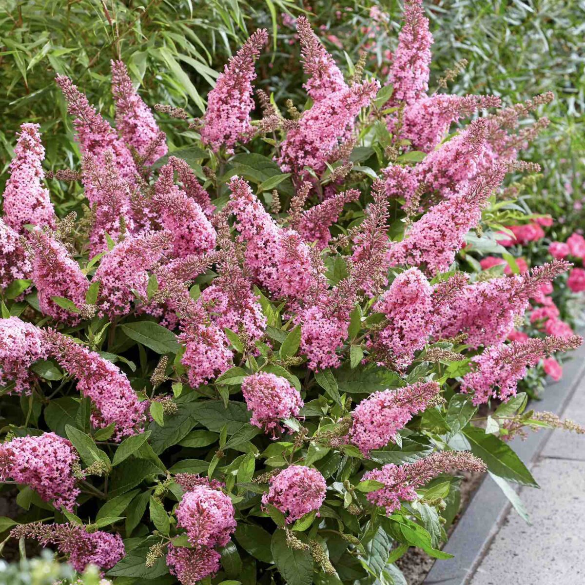 buddleja-little-pink Buddleja Little Pink
