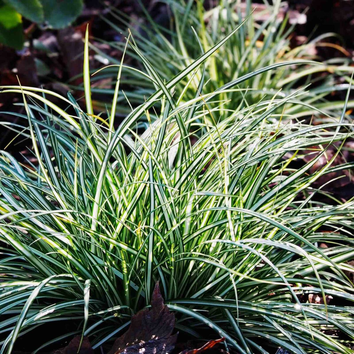 Carex morowii Aurea-Variegata