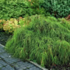 Chamaecyparis Filifera Nana
