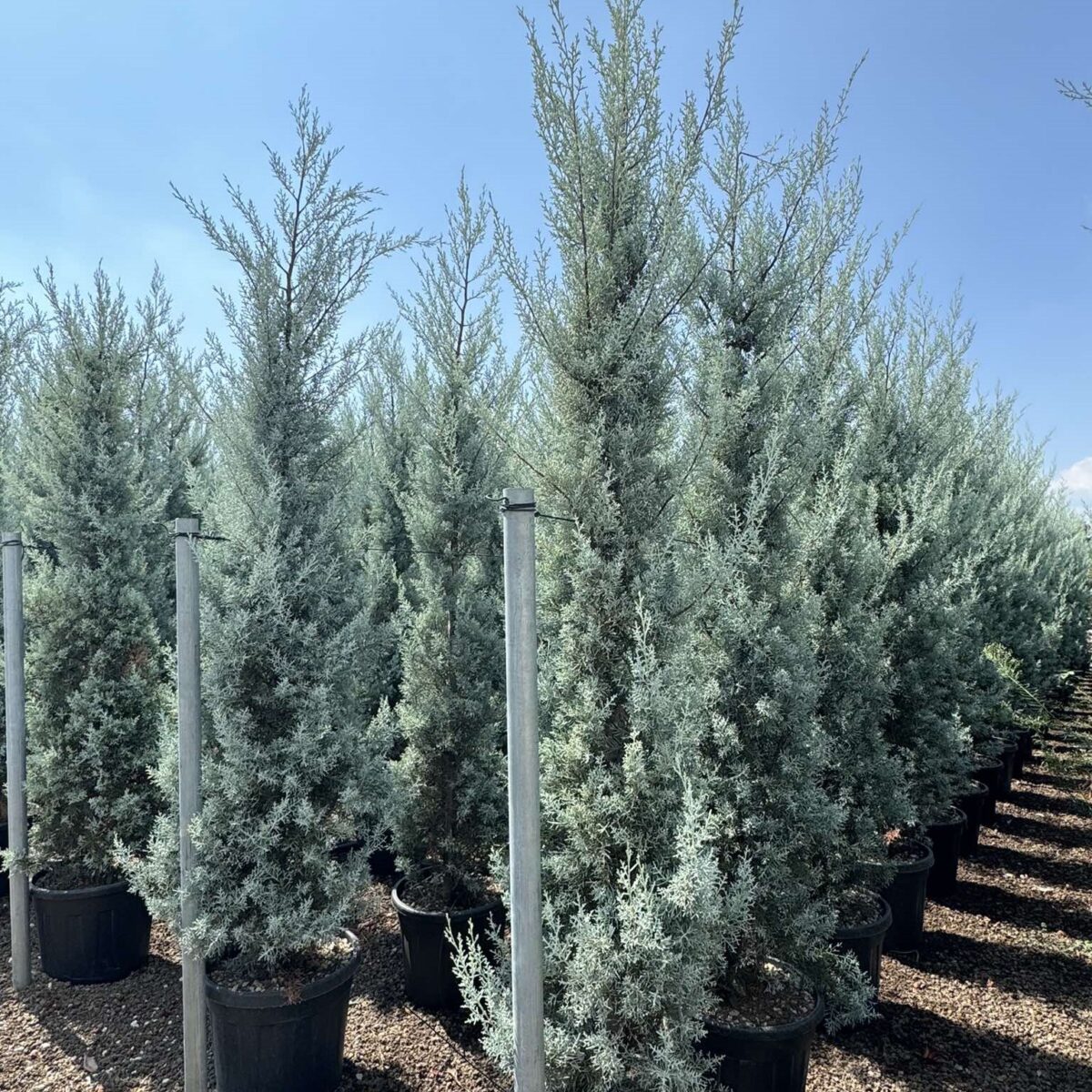 Cupressocyparis Arizonica