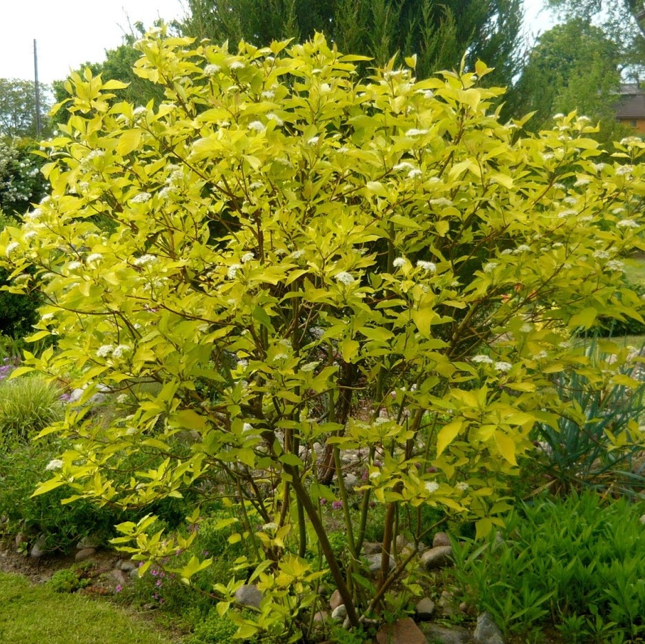 cornus-alba-aurea Cornus alba Aurea