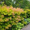 cotinus-golden-spirit Cotinus Golden Spirit