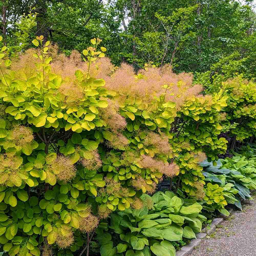 cotinus-golden-spirit Cotinus Golden Spirit