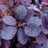 Cotinus Royal Purple