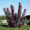 Cotinus Royal Purple