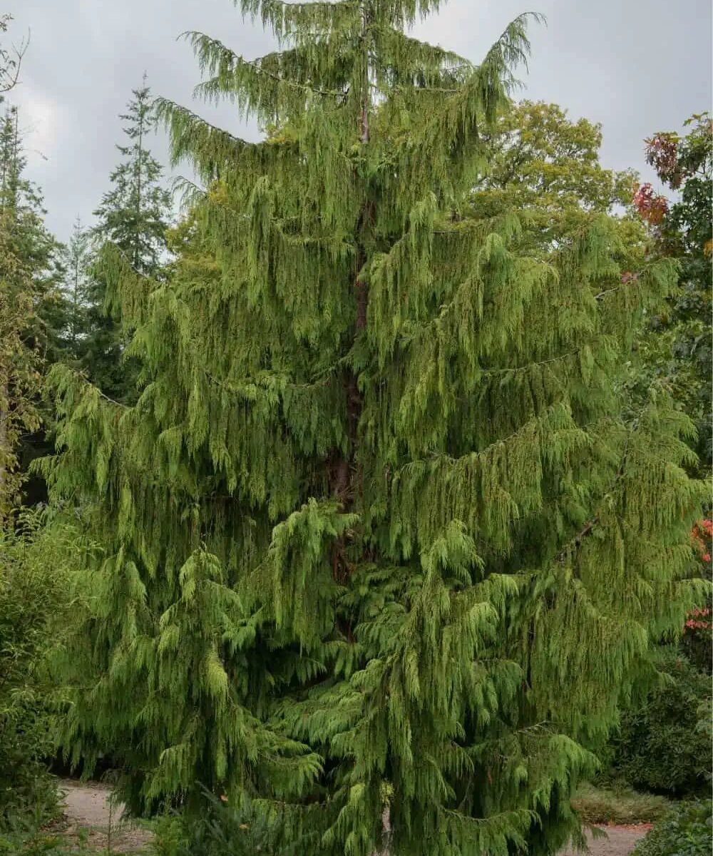 Cupressocyparis Leylandii Pendula