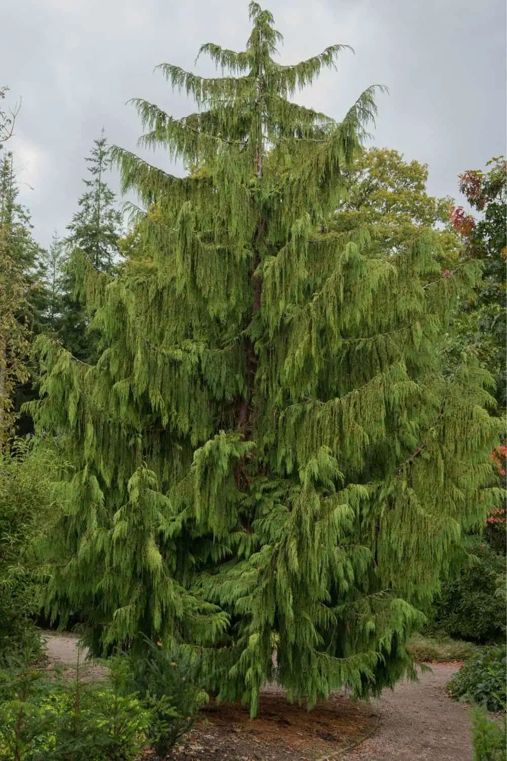 Cupressocyparis Leylandii Pendula