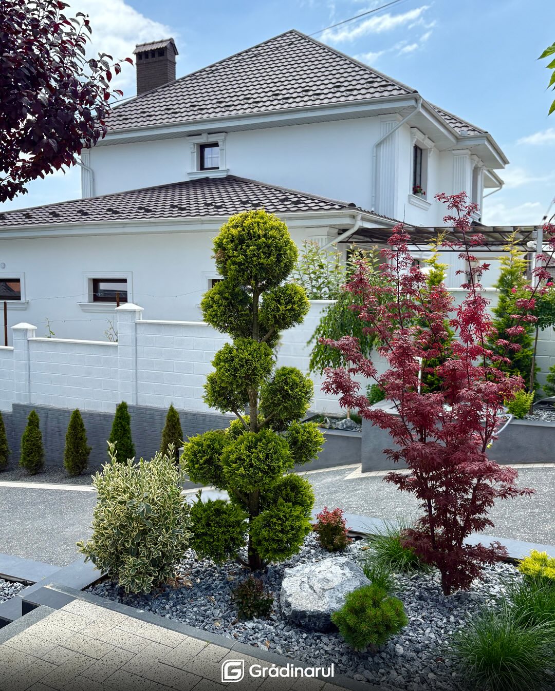 Cupressocyparis Pom-Pom