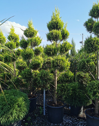 cupressocyparis-pompom Cupressocyparis Pom-Pom