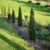 Cupressus Piramidalis