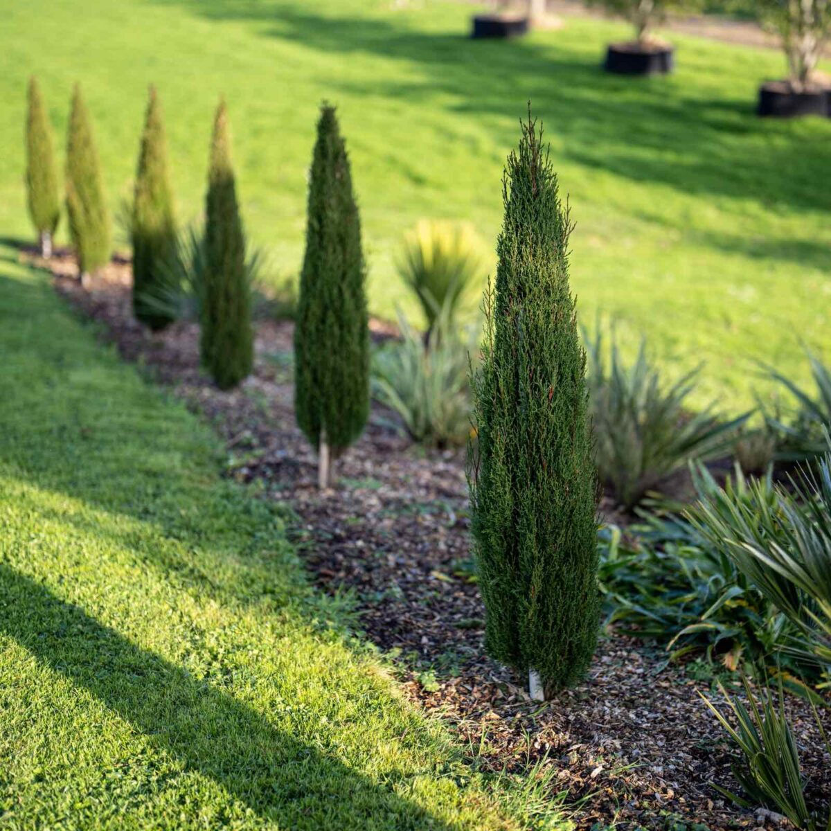 cupressus-pyramidalis Cupressus Piramidalis