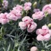 dianthus-angel-of-virtue Dianthus Angel of Virtue