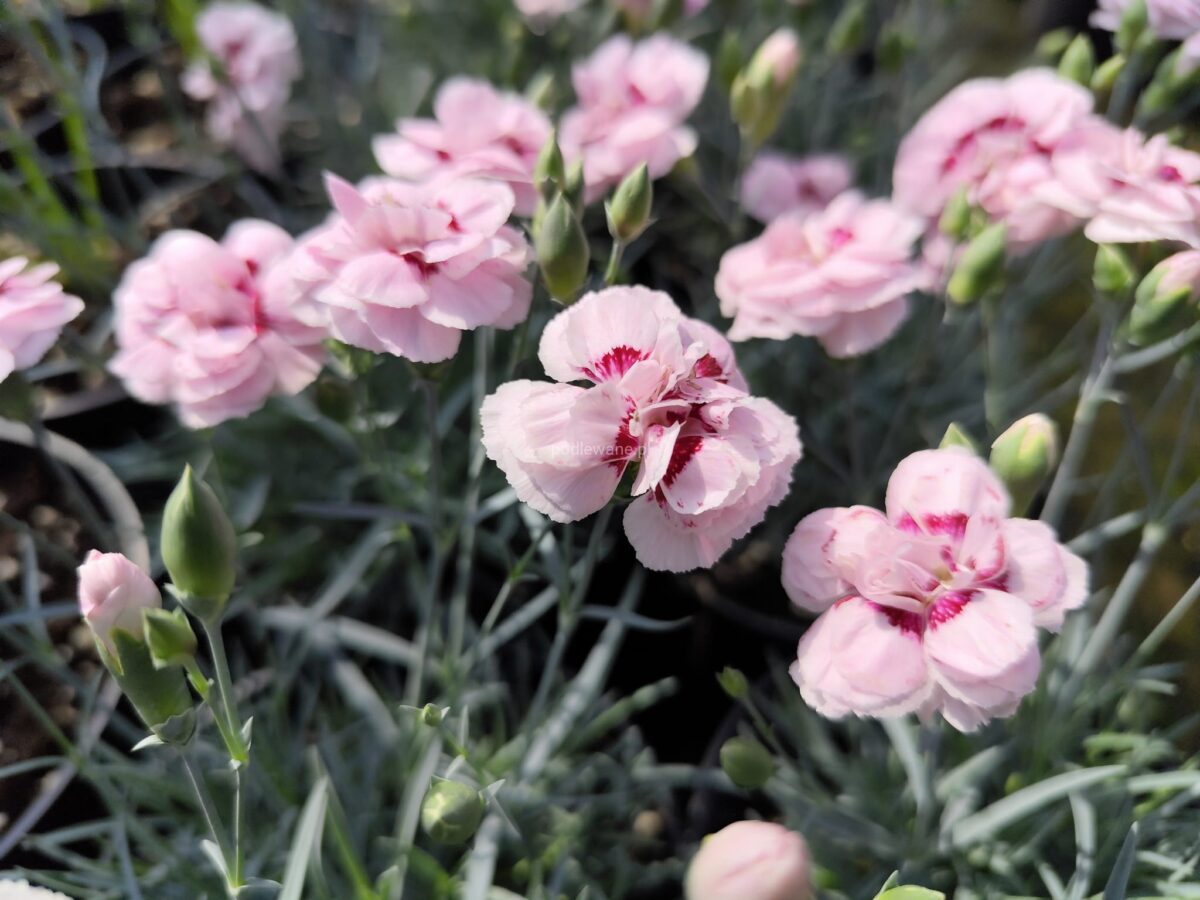 dianthus-angel-of-virtue Dianthus Angel of Virtue