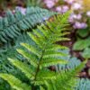 Dryopteris filix-mas