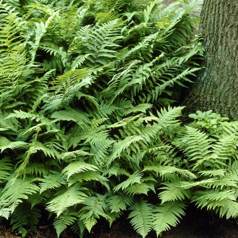 dryopteris Dryopteris filix-mas