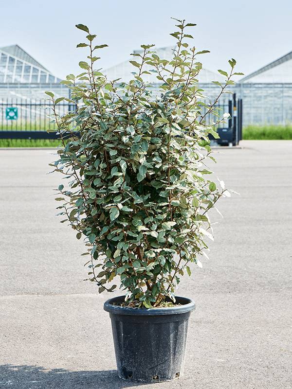 elaeagnus-ebbingei Elaeagnus ebbingei