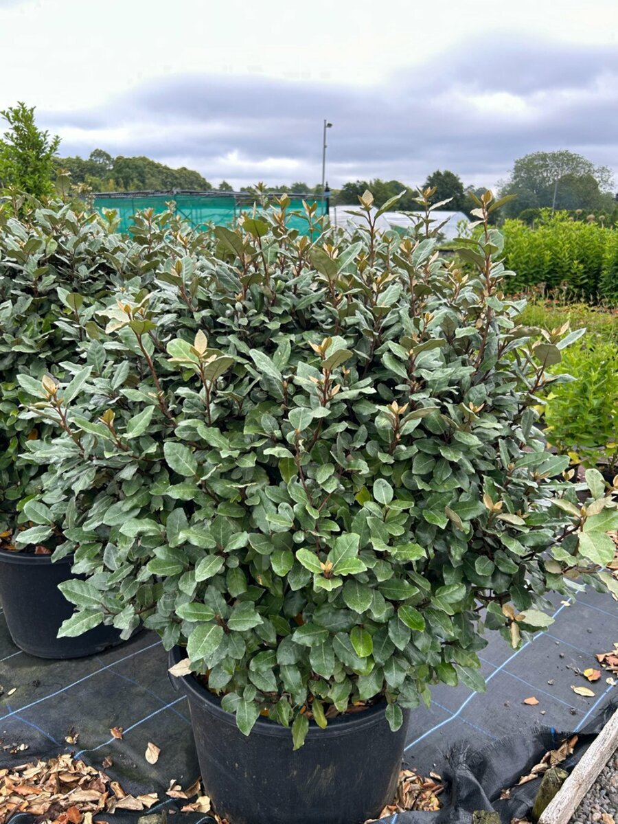 elaeagnus-glob Elaeagnus glob