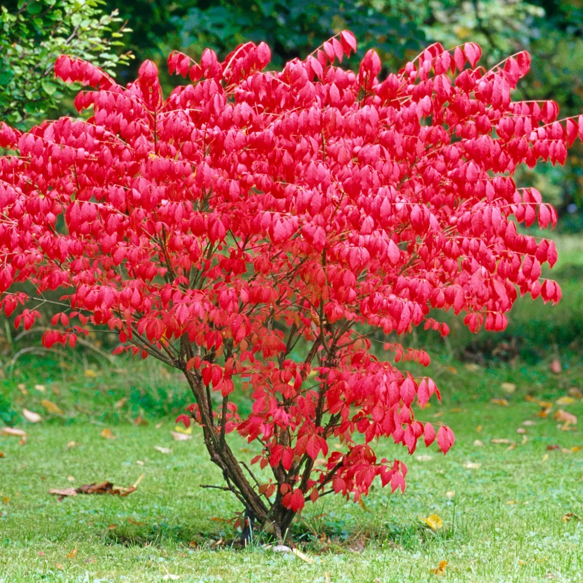 euonymus-alatus-01 Euonymus Alatus