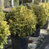 Euonymus jap. Elegantissima Aurea glob