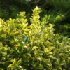 euonymus-aureomarginatum Euonymus jap. Aureomarginatum