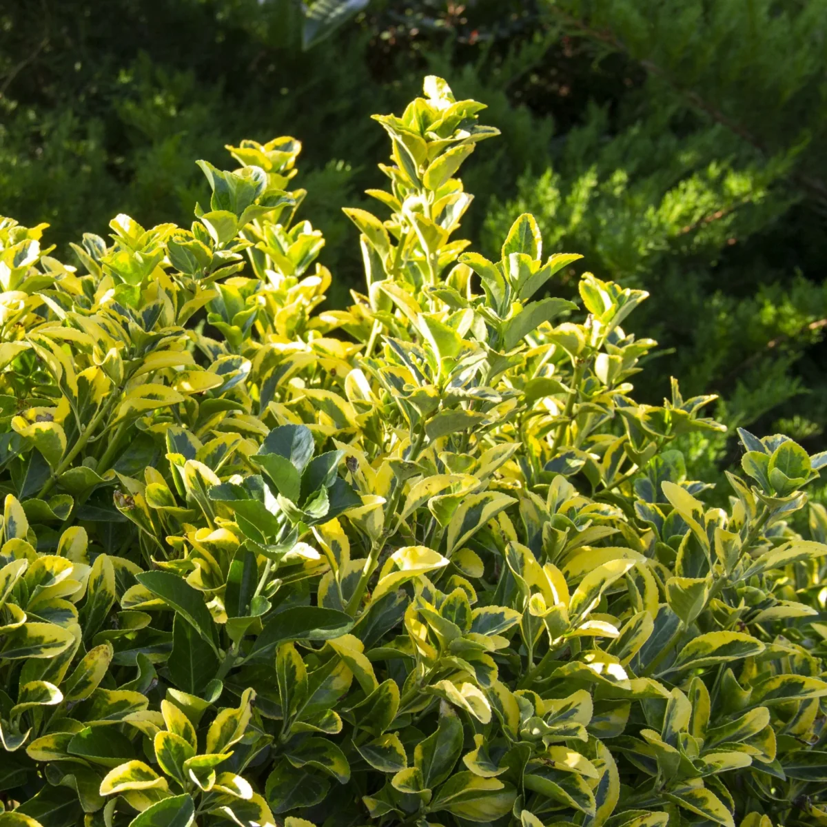 euonymus-aureomarginatum Euonymus jap. Aureomarginatum