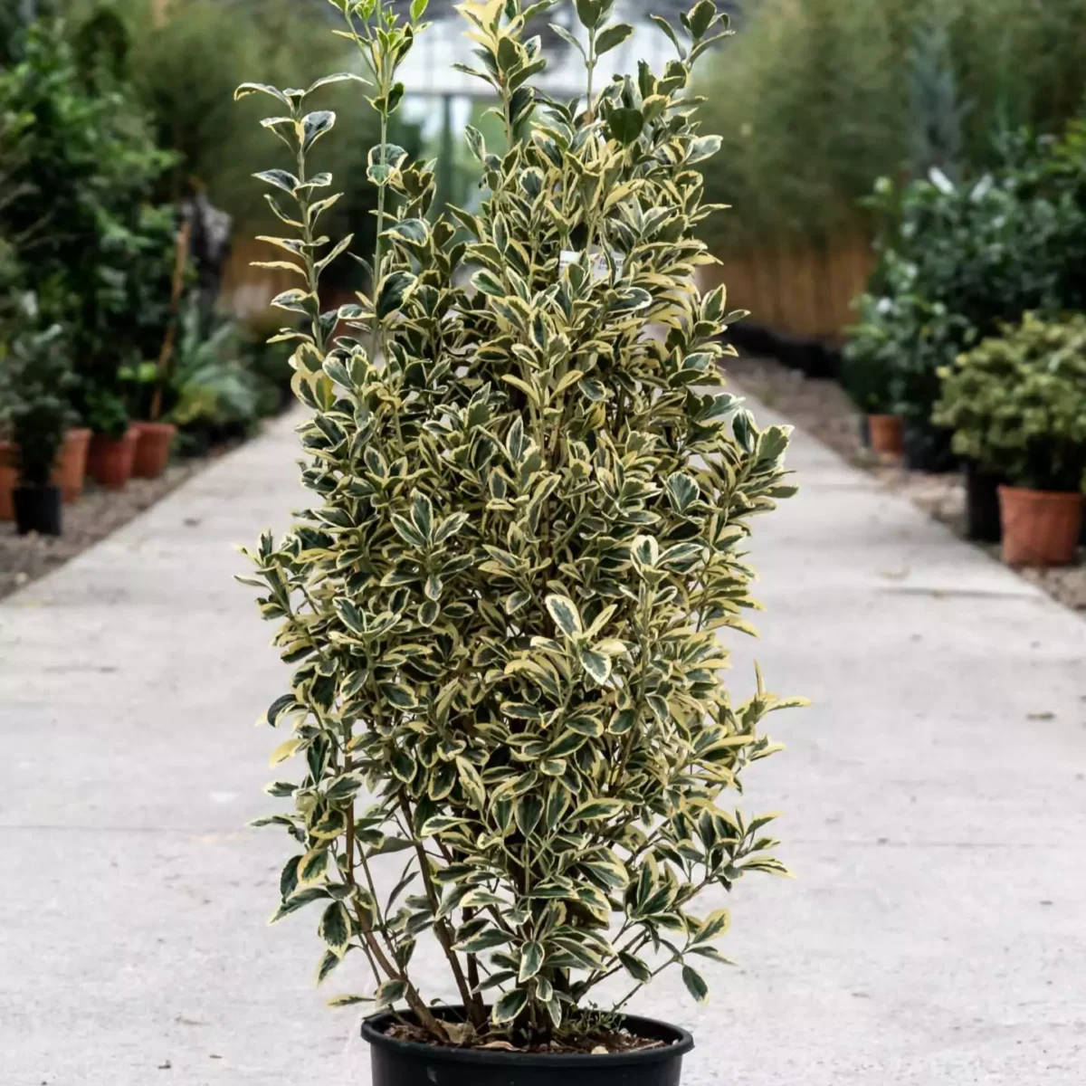 euonymus-bravo Euonymus jap. Bravo