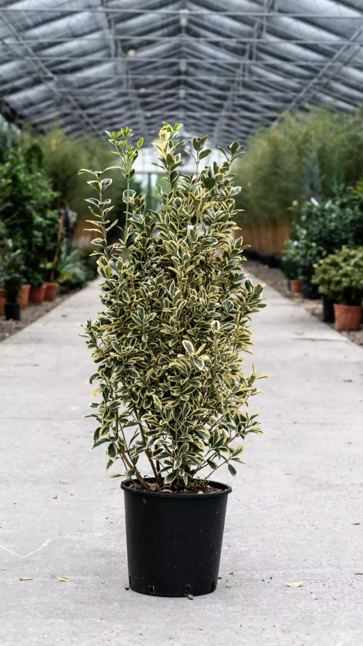 euonymus-bravo Euonymus jap. Bravo