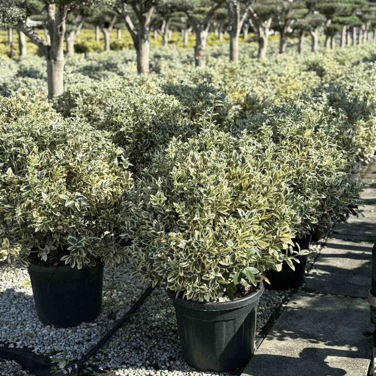 euonymus-bravo-glob Euonymus jap. Bravo glob