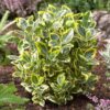 euonymus-elegantissima-aurea Euonymus jap. Elegantissima Aurea