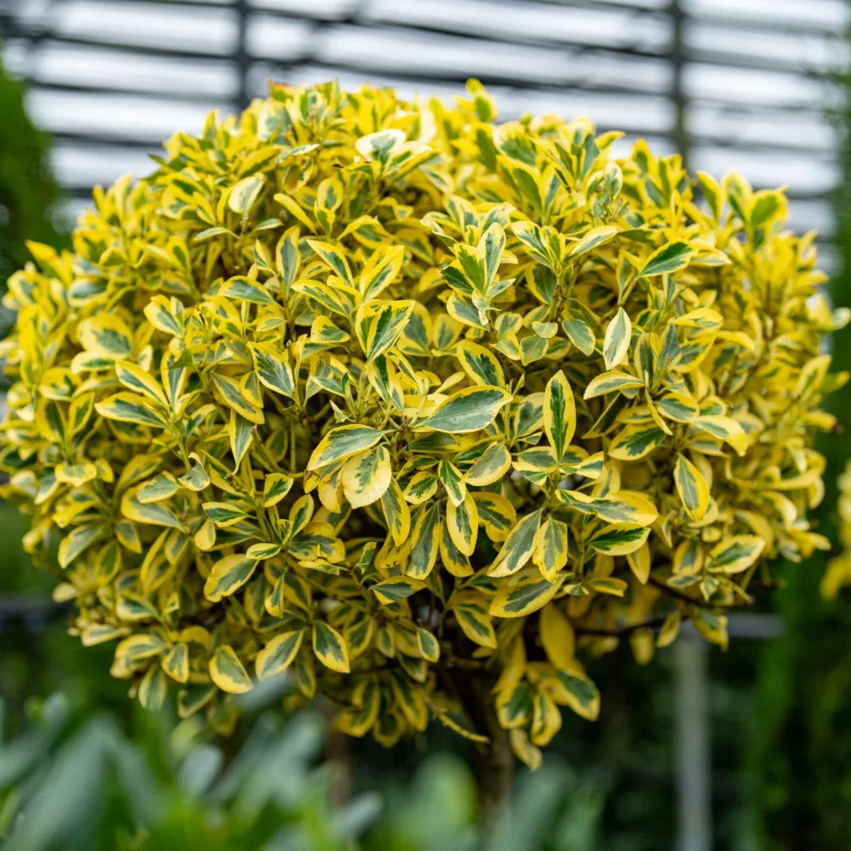 euonymus-elegantissima-aurea-pe-picior Euonymus jap. Elegantissima Aurea pe picior