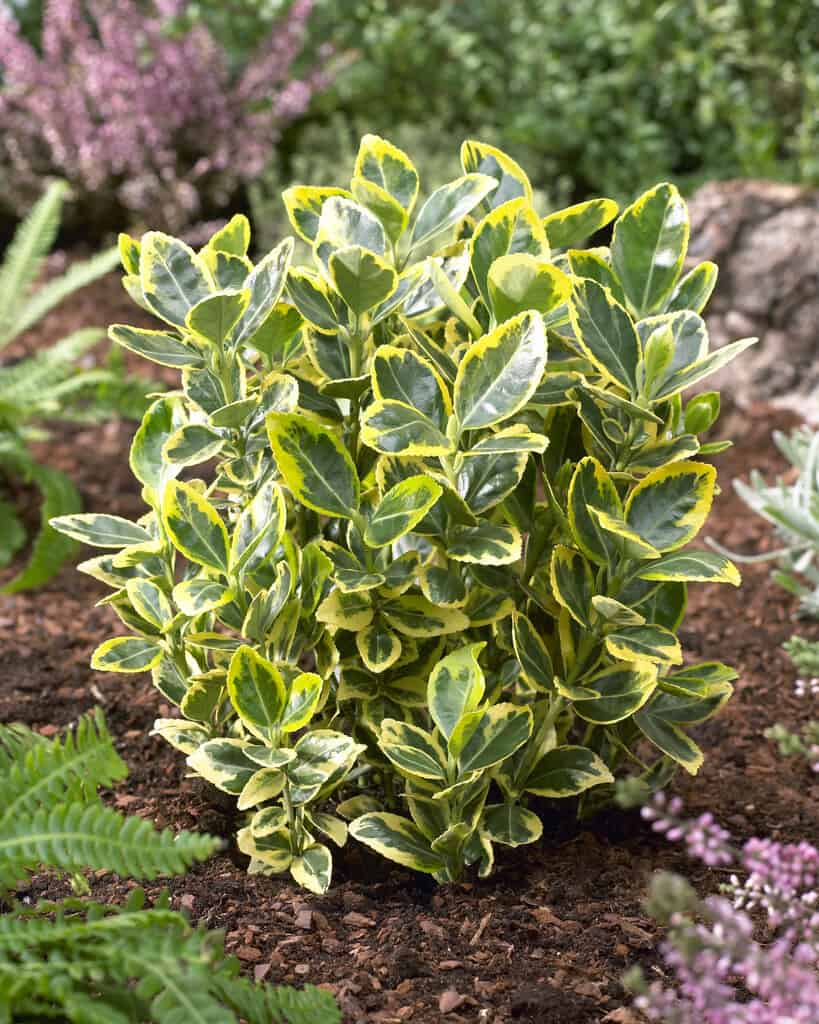 euonymus-elegantissima-aurea Euonymus jap. Elegantissima Aurea