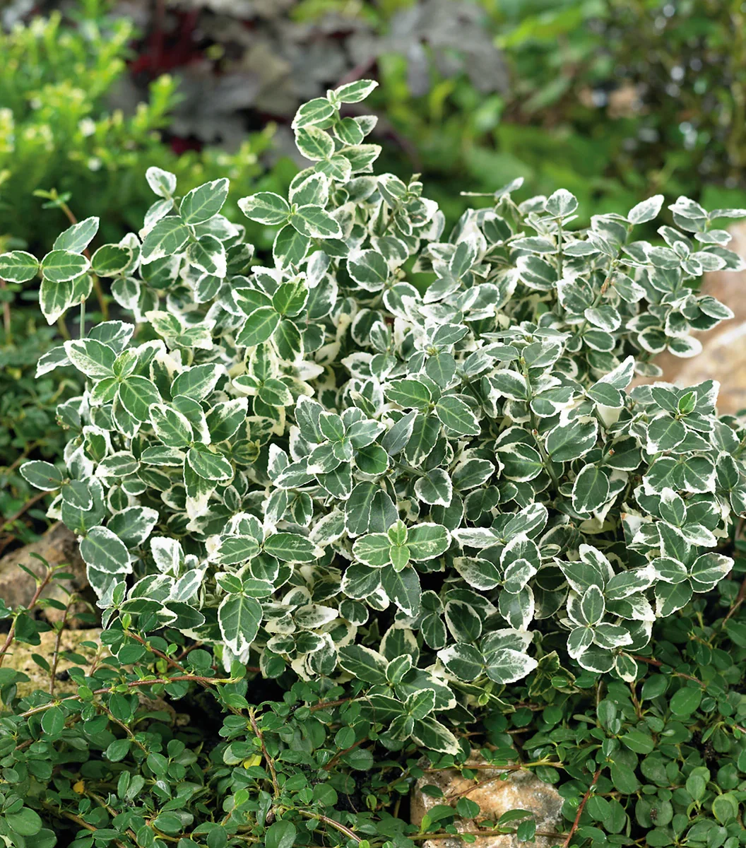 euonymus-emerald-gaiety Euonymus fortunei Emerald Gaiety