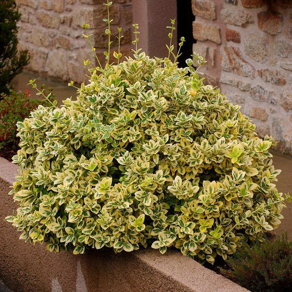euonymus-emerald-gold Euonymus fortunei Emerald Gold