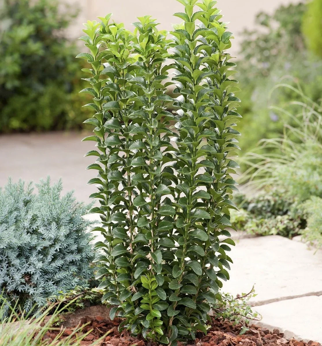 euonymus-erecta-01 Euonymus jap. Erecta