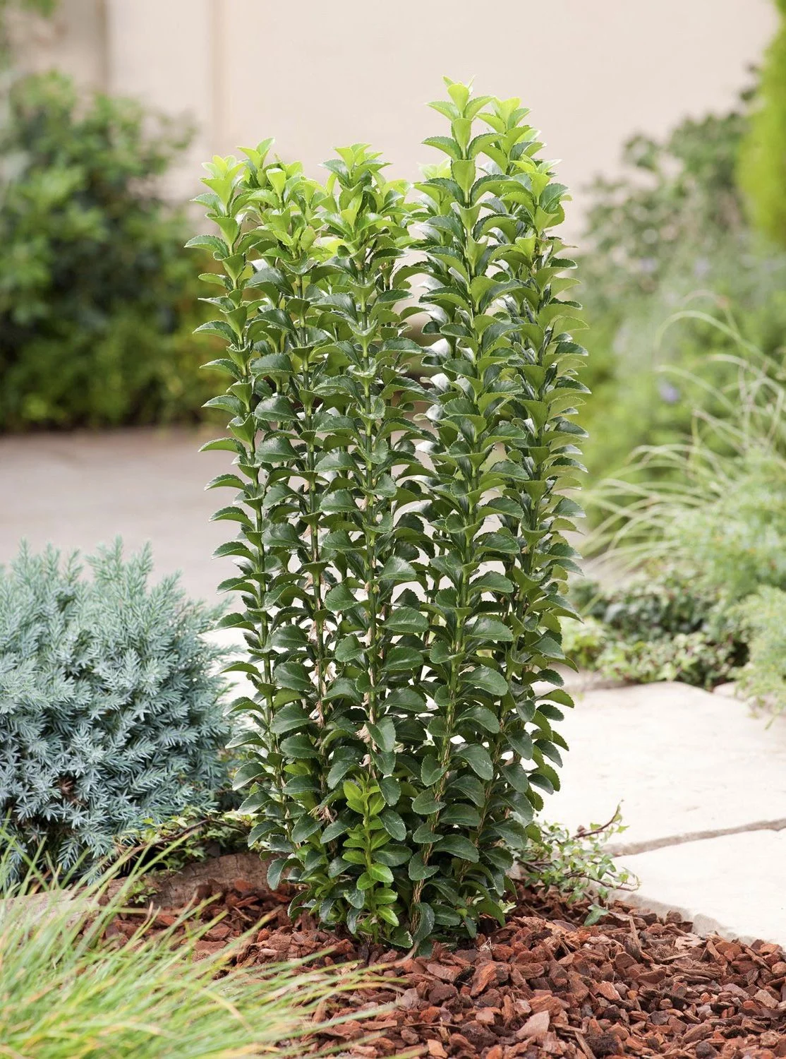 euonymus-erecta-01 Euonymus jap. Erecta