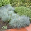 festuca-elijah-blue-01 Festuca Elijah Blue