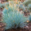festuca-elijah-blue Festuca Elijah Blue