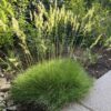festuca-gautieri Festuca gautieri